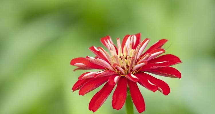 百日菊花语代表什么含义？常见问题有哪些？