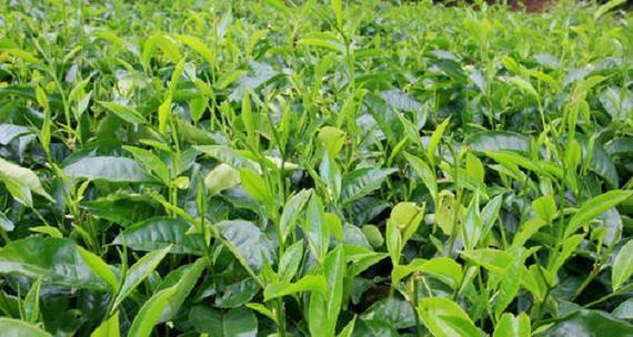 茶树可以种在院子里吗？院子里种植茶树的注意事项是什么？
