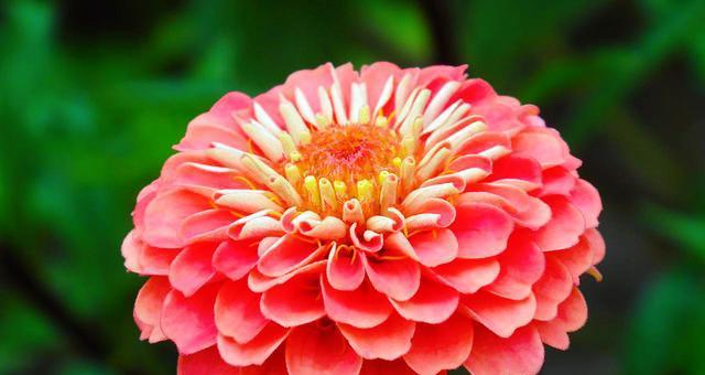 百日菊语象征着什么？百日菊的花语和含义是什么？
