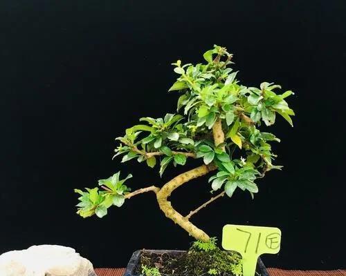 茶树盆栽修剪方法是什么？如何正确修剪以促进生长？