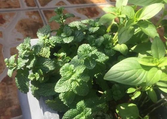 薄荷的花语是什么？薄荷花有哪些特殊含义？