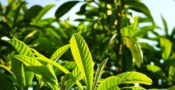 茶树生长环境条件是什么？有哪些生长特点？