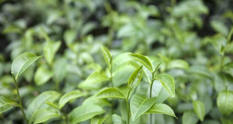 茶树生长条件和特性是什么？如何优化茶树生长环境？