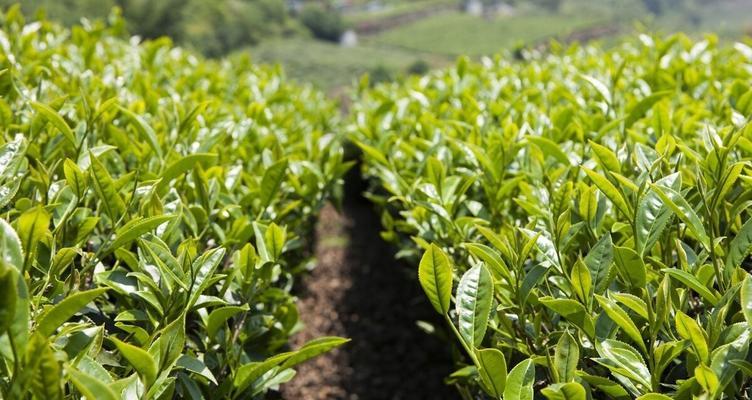 茶树生长条件和特性是什么？如何优化茶树生长环境？