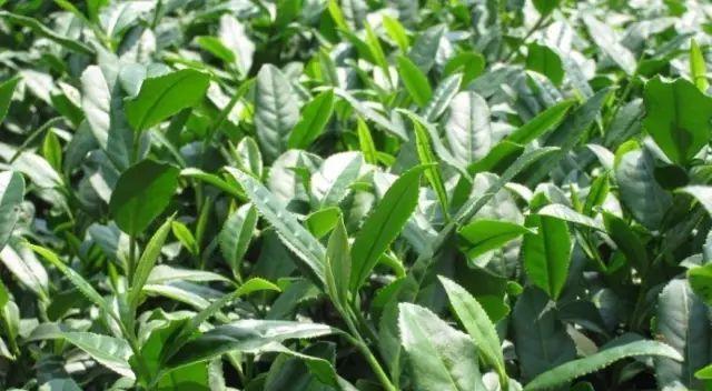 茶树生长温度是多少度？如何为茶树创造最佳生长环境？