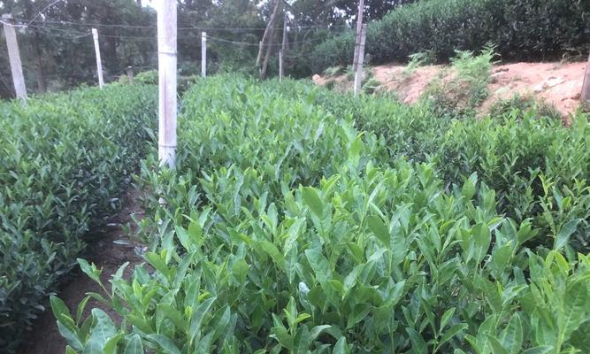 茶树施什么肥好？如何根据季节选择合适的肥料？