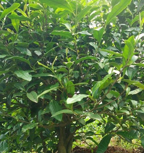 茶树施什么肥好？如何根据季节选择合适的肥料？