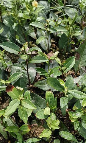 茶树施什么肥好？如何根据季节选择合适的肥料？