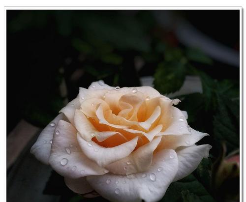 宝石花的花语是什么？如何用宝石花表达情感？
