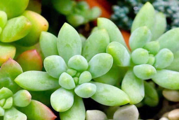宝石花的特点是什么？它们的代表寓意有哪些？