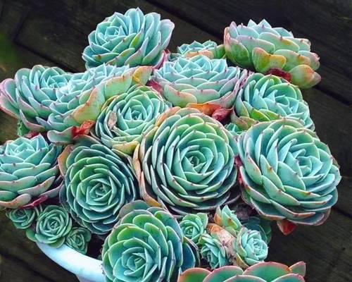宝石花的特点是什么？它们的代表寓意有哪些？
