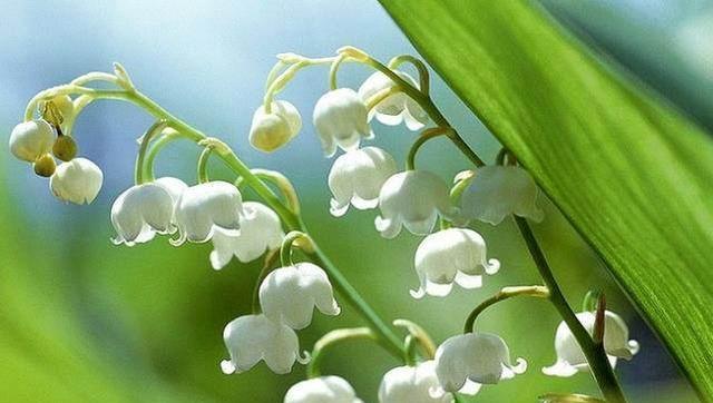 贝壳花的花语是什么？贝壳花的含义有哪些常见问题？