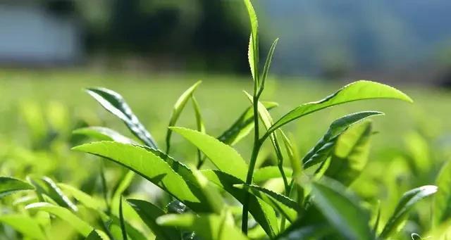 茶树是什么植物？它有哪些独特的生长特性？