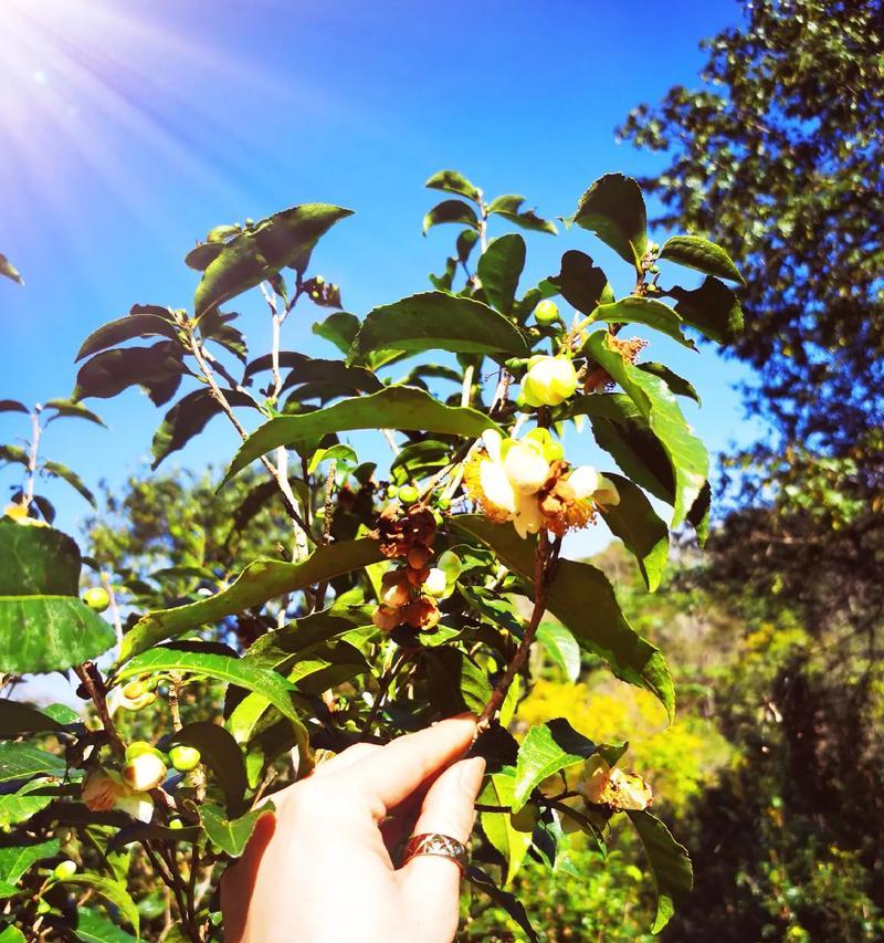 茶树是什么植物？它有哪些独特的生长特性？