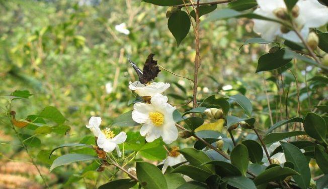 茶树是什么植物？它有哪些独特的生长特性？