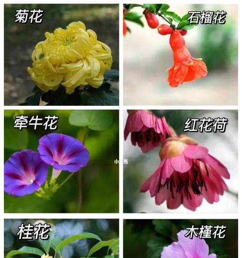 比较特殊的花语是什么？如何正确解读它们的含义？