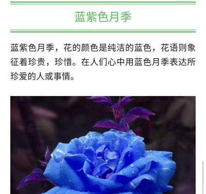 比较特殊的花语是什么？如何正确解读它们的含义？