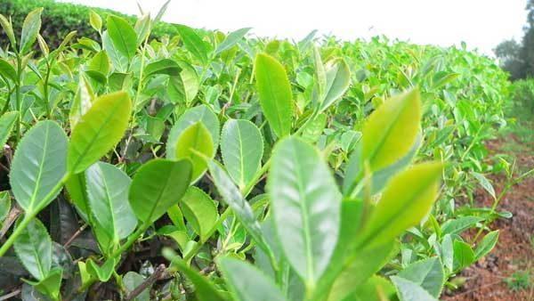 茶树适合什么土壤种植？如何选择最佳种植环境？