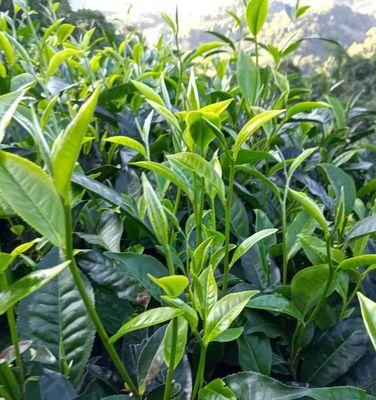 茶树适合什么土壤种植？如何选择最佳种植环境？