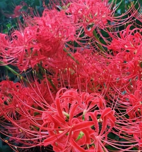 彼岸花的花语是什么？它在爱情中代表什么含义？