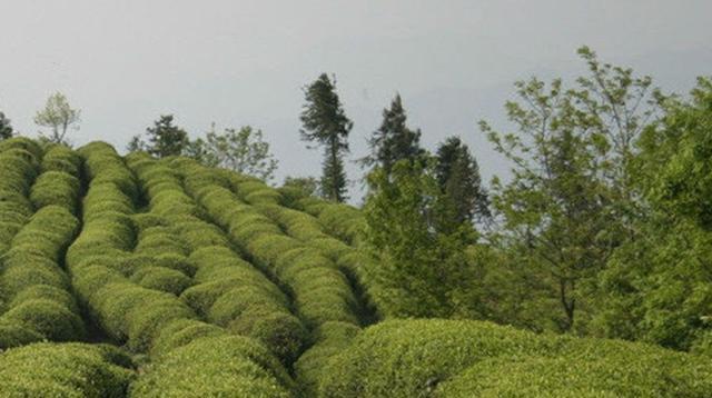 茶树种植的最佳位置是什么？家门口种植可行吗？