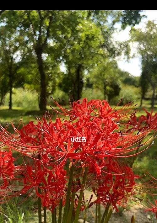 彼岸花的花语是什么？彼岸花的寓意有哪些常见误解？