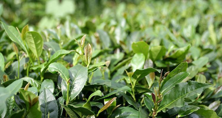 茶树属于什么植物类型？它是灌木还是乔木？