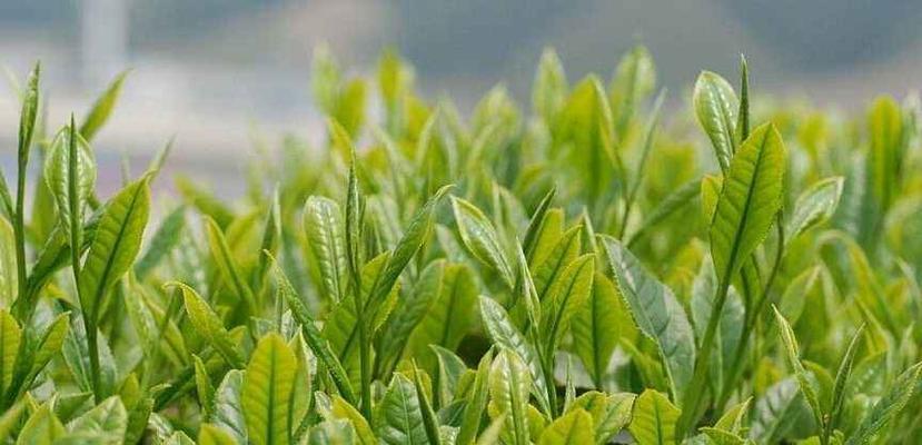 茶树属于什么植物类型？它是灌木还是乔木？