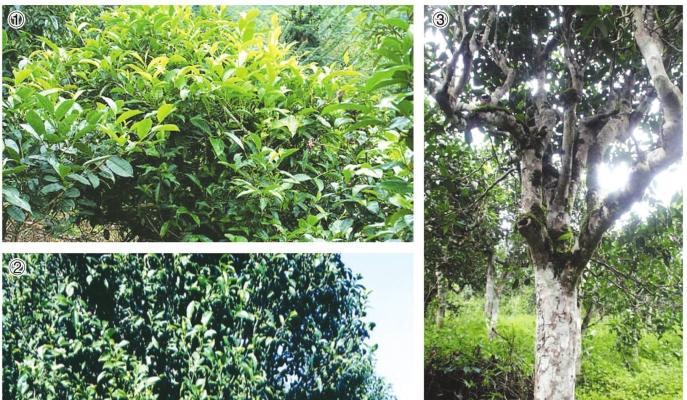 茶树属于什么植物类型？它是灌木还是乔木？
