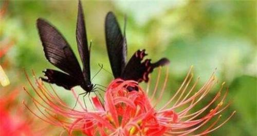 彼岸花的花语是什么？它象征着什么意义？