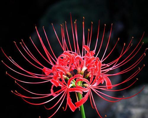彼岸花的花语是什么？它象征着什么意义？
