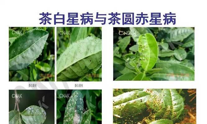 茶树炭疽病怎么防治？发病原因有哪些？