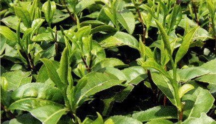 茶树喜阴还是喜阳光？了解茶树的光照需求与种植技巧
