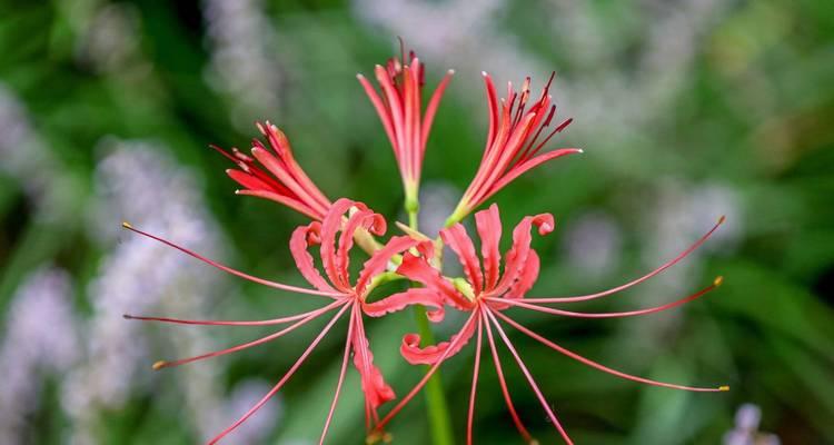 彼岸花是什么？它的花语有哪些含义？