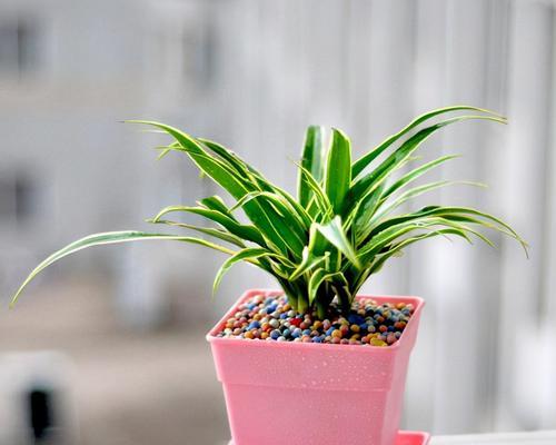 茶树喜阴还是喜阳光？了解茶树的光照需求与种植技巧