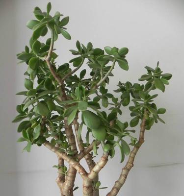茶树喜阴还是喜阳光？了解茶树的光照需求与种植技巧