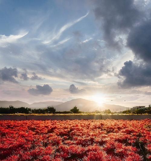 彼岸花是什么？它的花语有哪些含义？