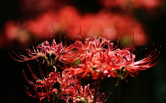 彼岸花是什么？它的花语有哪些含义？