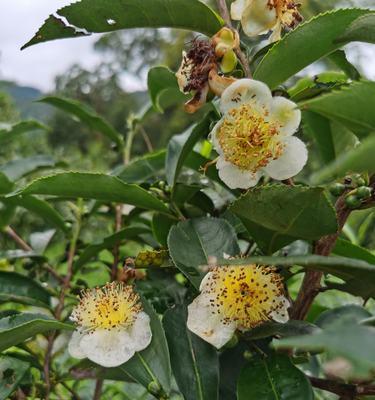 茶树一年开几次花？如何正确管理以促进花期？