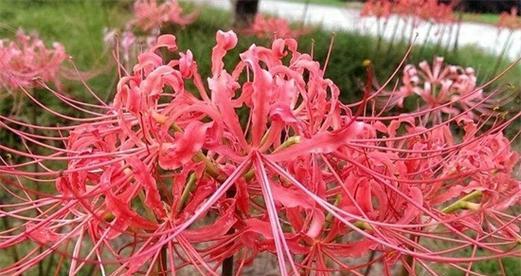彼岸花的寓意是什么？如何正确理解彼岸花的象征意义？