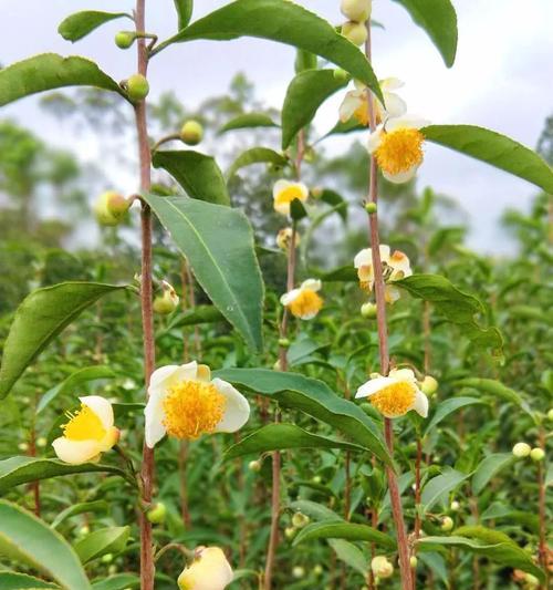 茶树一年开几次花？如何正确管理以促进花期？