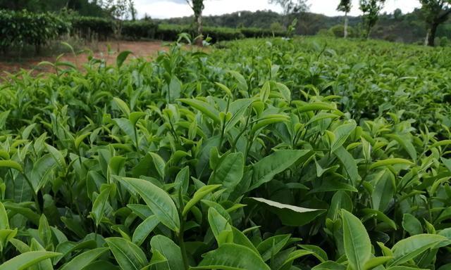 茶树用什么肥料好？如何根据生长阶段选择肥料？