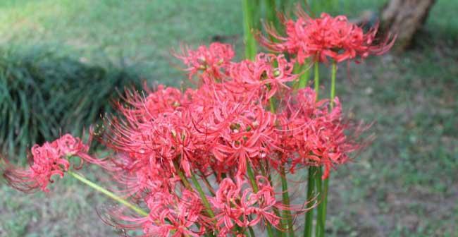 彼岸花的寓意是什么？彼岸花好不好？