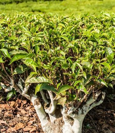 茶树用什么肥料好？如何根据生长阶段选择肥料？