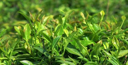茶树用什么肥料长得快？如何正确施肥促进生长？