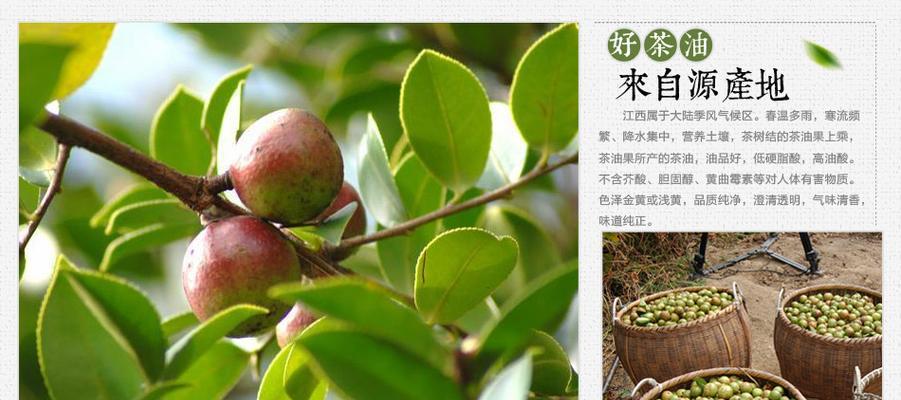 茶树用什么肥料长得快？如何正确施肥促进生长？