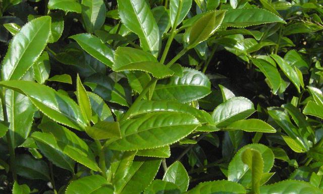 茶树有多少品种？如何区分不同种类的茶树？