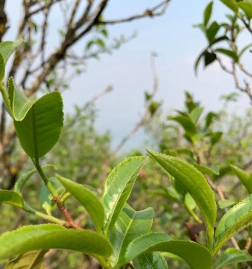 茶树有多少品种？如何区分不同种类的茶树？