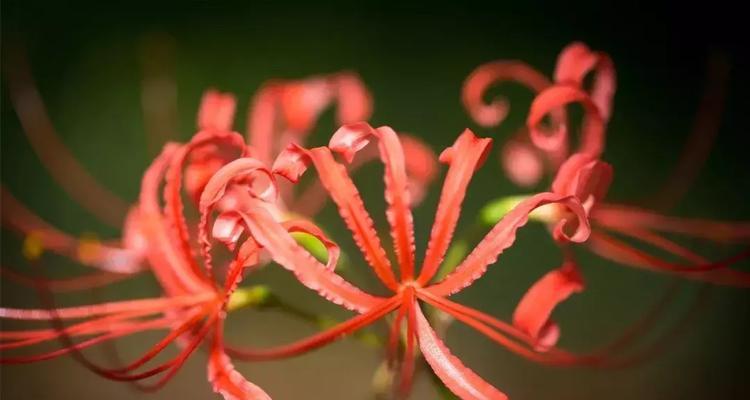 彼岸花花语是什么？彼岸花的传说有哪些？