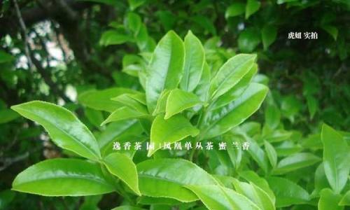 茶树有多少品种？如何区分不同种类的茶树？